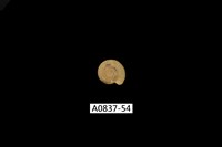 藏品(臺灣類扁蜷)的圖片